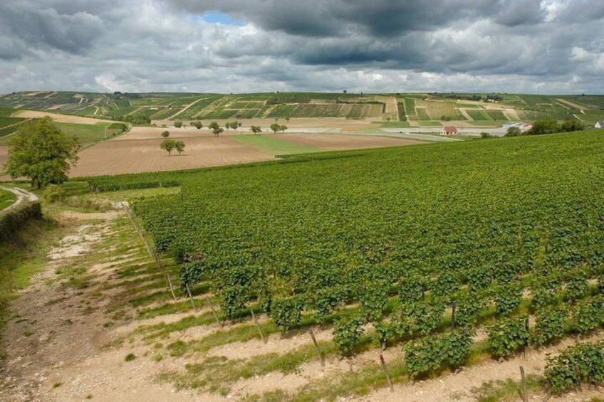 The vineyards of Sancerre