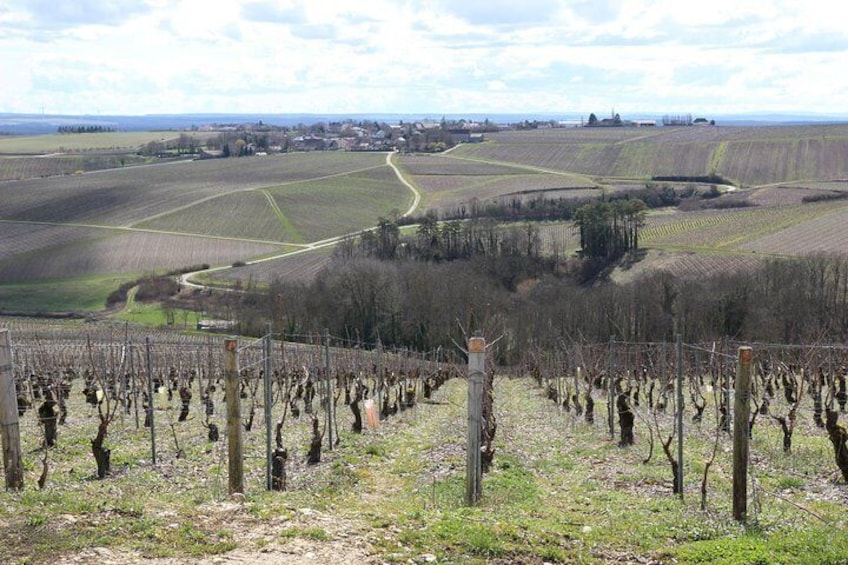 Vines in the Chablis region