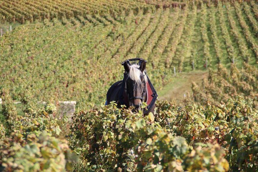 Horse power back in the vineyards