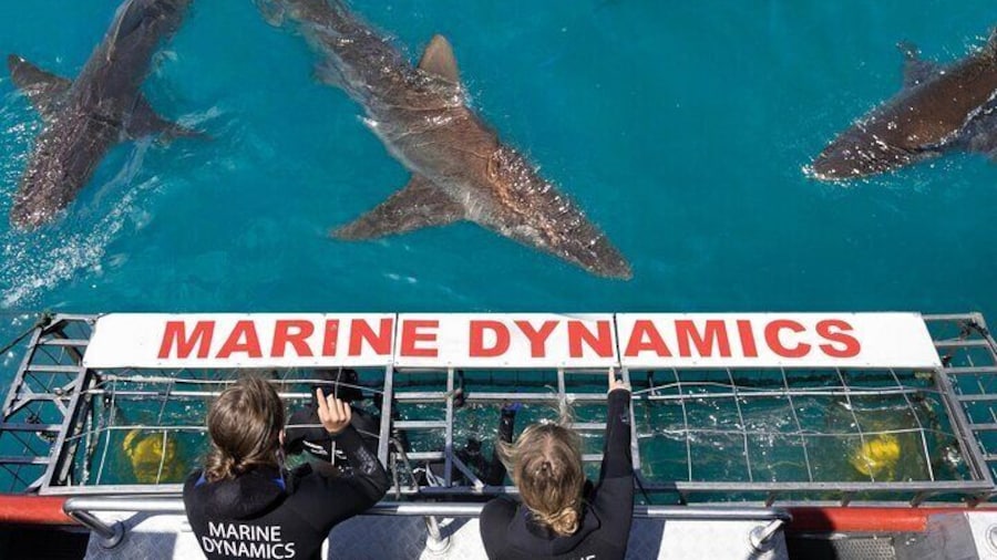 Shark Cage Diving and Viewing with transport from Hermanus