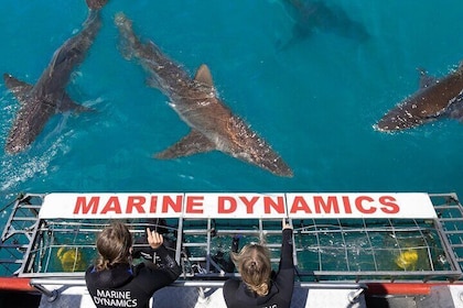 Shark Cage Diving and Viewing with transport from Hermanus