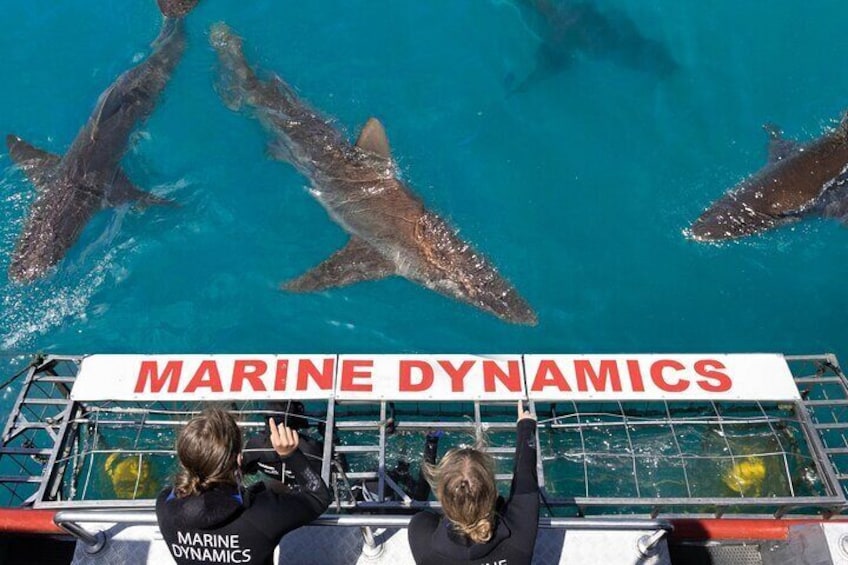 Shark Cage Diving and Viewing from Hermanus