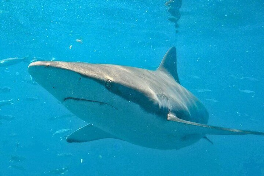 Bronze Whaler shark