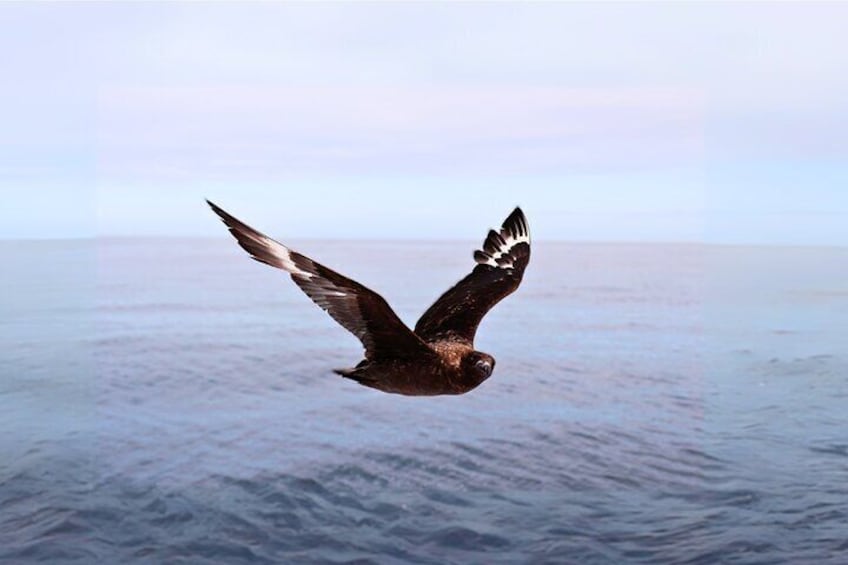 Beautiful pelagic bird encounters