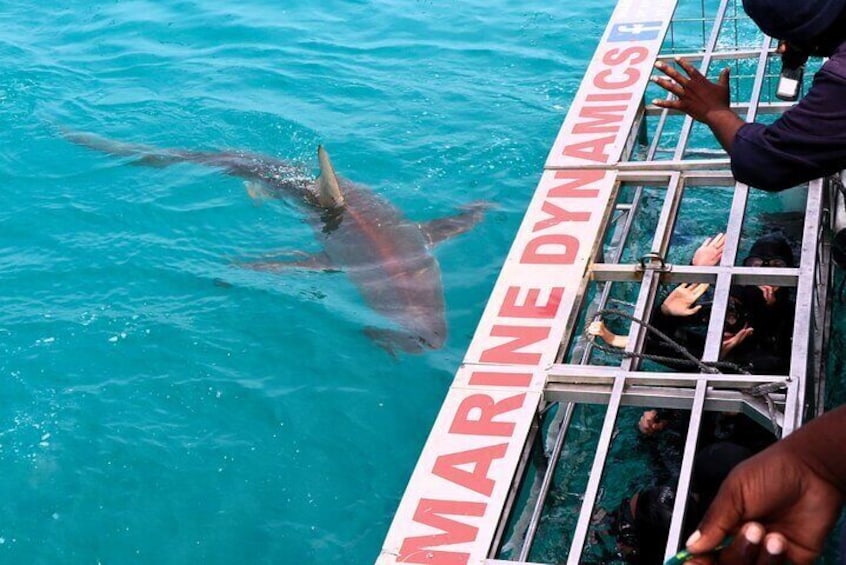 Bronze Whaler shark visiting the cage