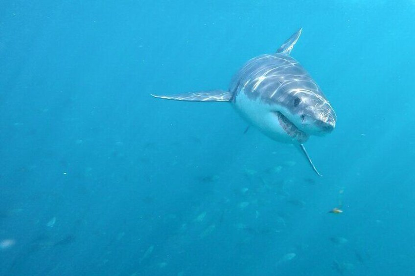 Great White shark underwater, view from the cage