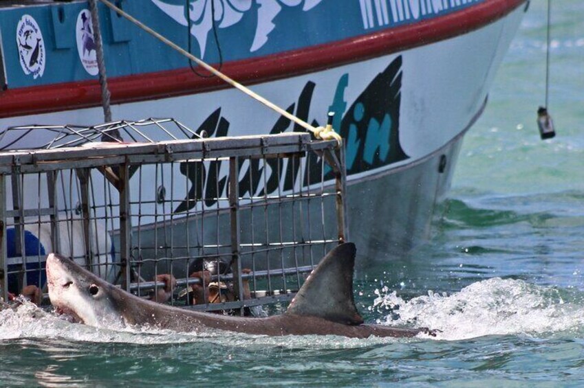 Great White shark inspecting the decoy line