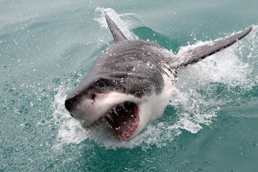 Great White Shark breach