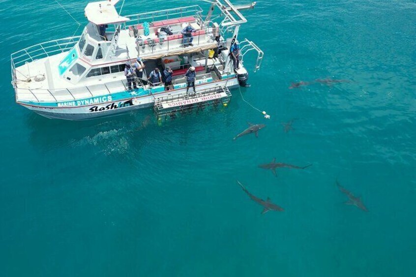 Bronze Whaler Sharks at our vessel, Slashfin