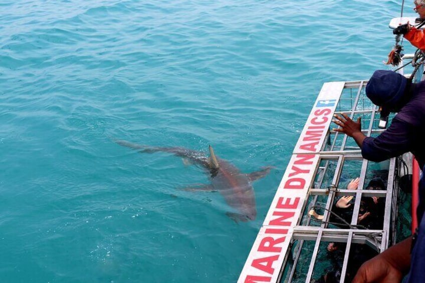 Bronze Whaler shark close to the cage