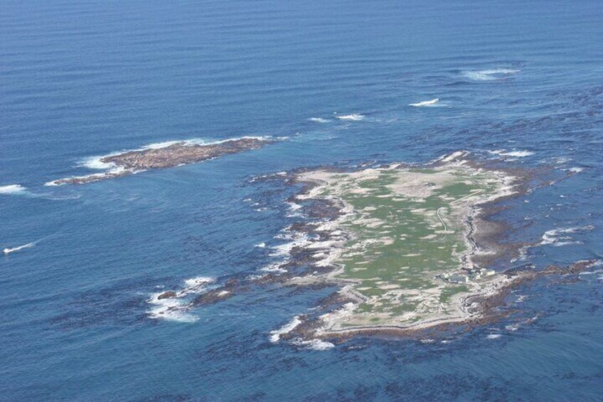 Shark Alley, Gansbaai South Africa