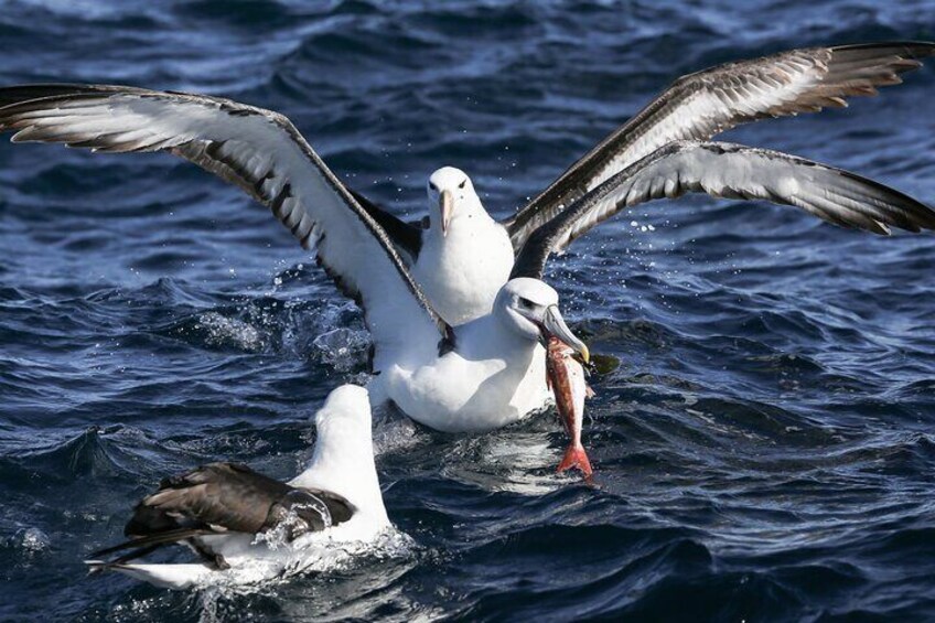 Beautiful pelagic bird encounters