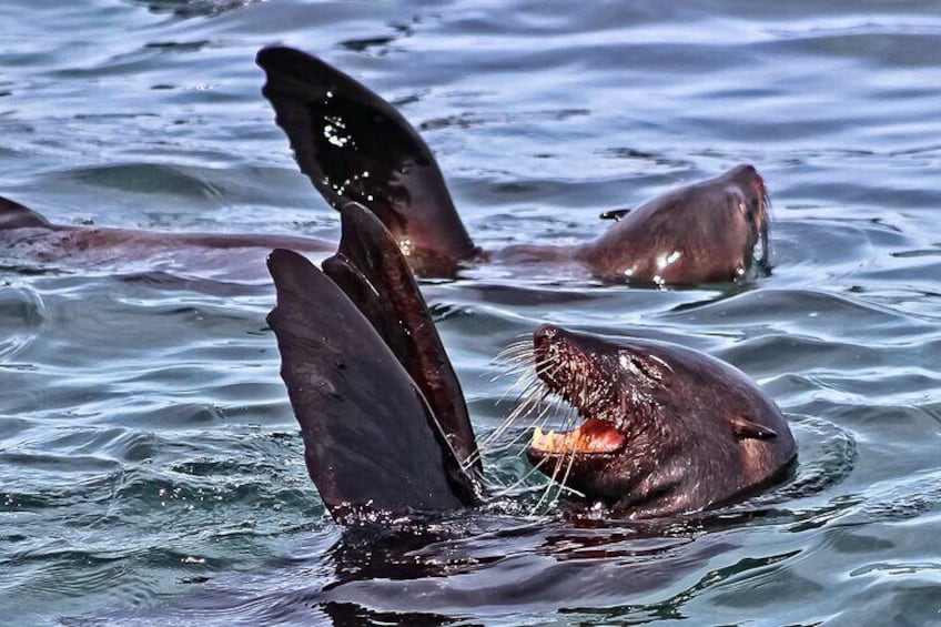 Cape Fur seals 