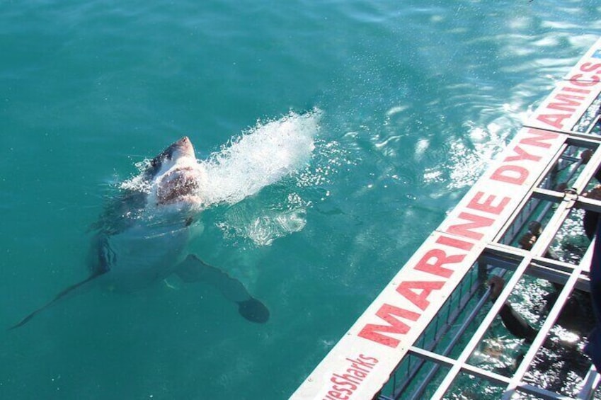 Great White shark next to cage