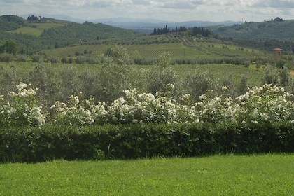 Upptäck Chianti genom sina viner