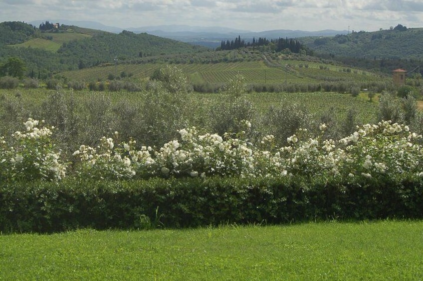 The Winery view