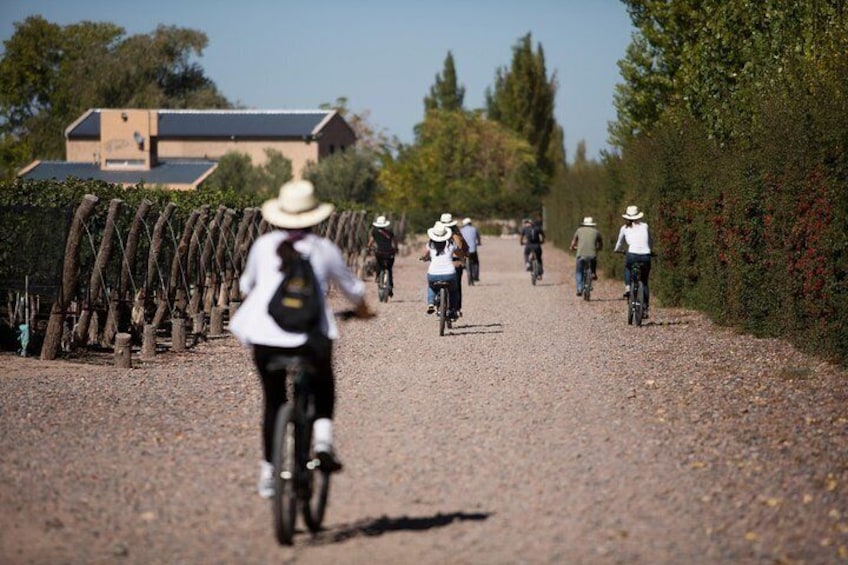 Bike Tour in Mendoza Wine Country