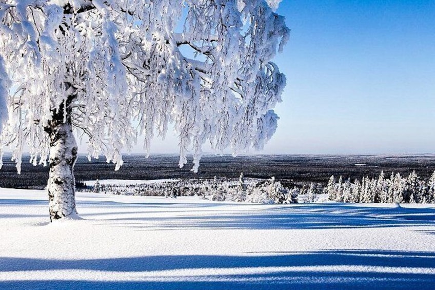 Snowmobile Safari in the Forest