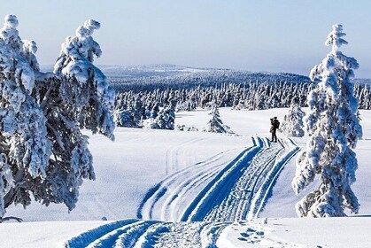 Snowmobile Safari in the Forest