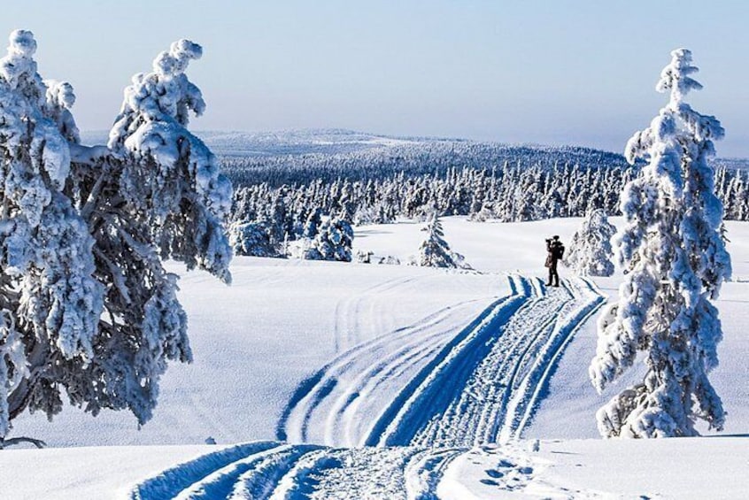 Snowmobile Safari in the Forest