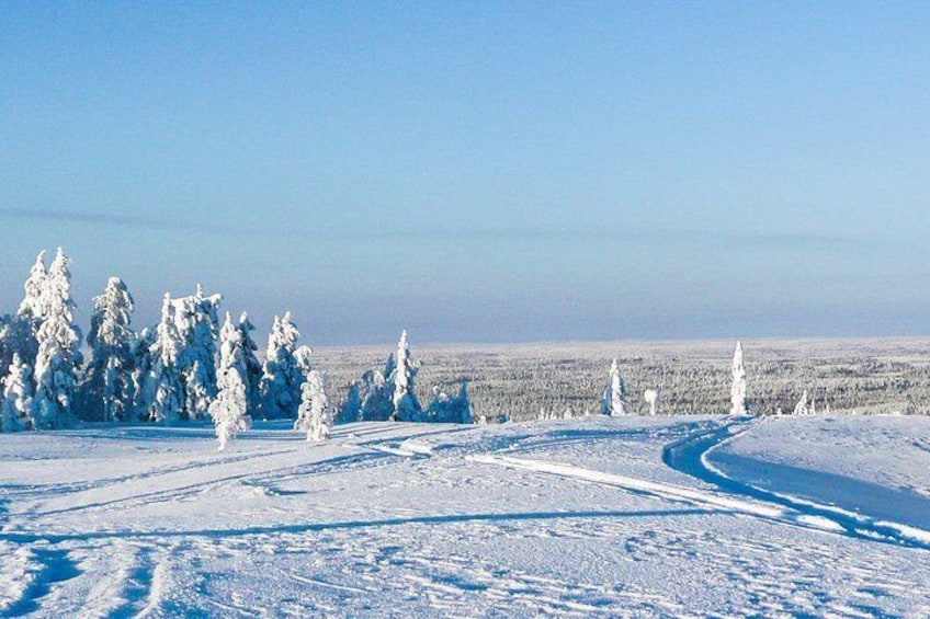 Snowmobile Safari in the Forest