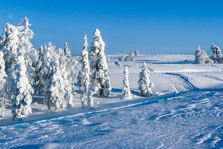 Snowmobile Safari on the Tundra