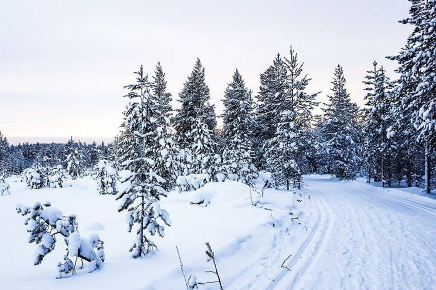 Snowmobile Safari on the Tundra