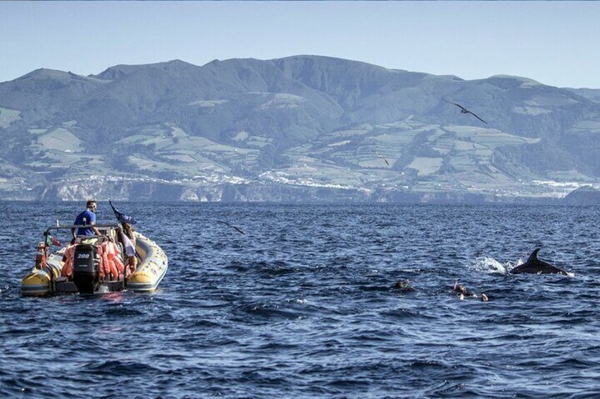 Azores Swim with Dolphins Atlantic Experience