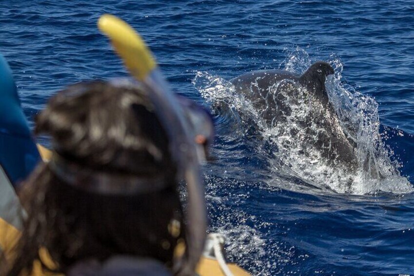 Azores Swim with Dolphins Atlantic Experience