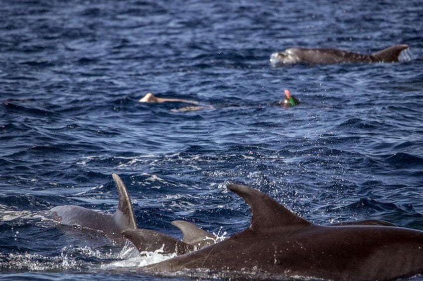 Azores Swim with Dolphins Atlantic Experience