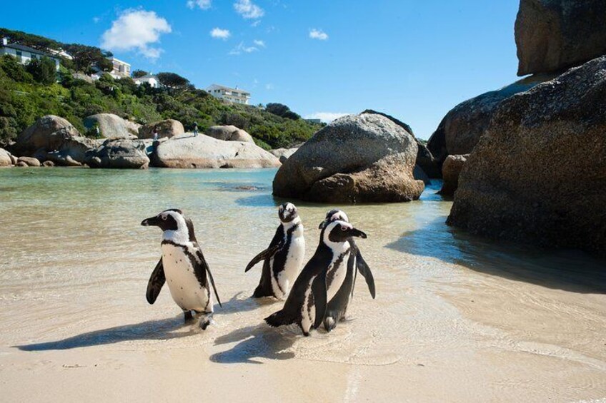 Penguins at Boulders