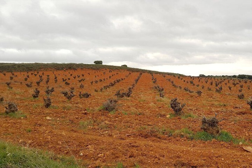 Madrid Vineyards