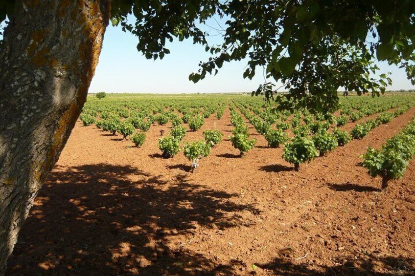 Enjoy the Madrid Vineyards