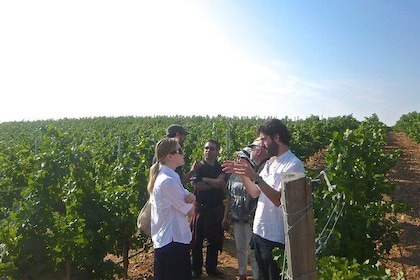 Excursión de un día para grupos pequeños de cata de vinos desde Madrid