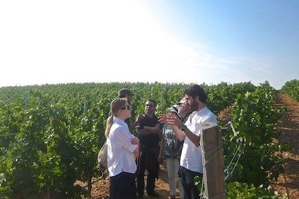 Excursion d'une journée avec dégustation de vins en petit groupe au départ ...