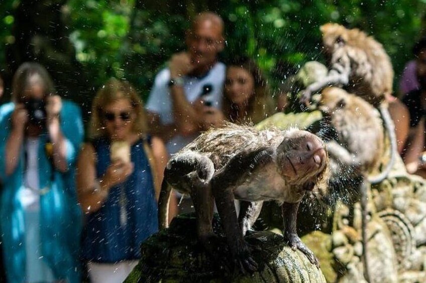 Monkey Forest in Ubud