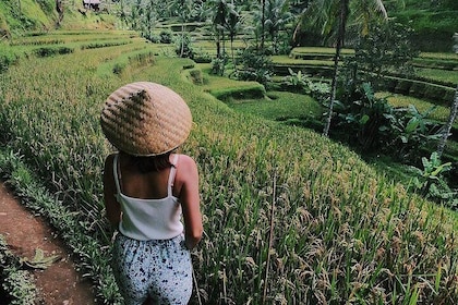 Highlights of Ubud: Nature, Rice Terrace, Waterfall, Temple and more