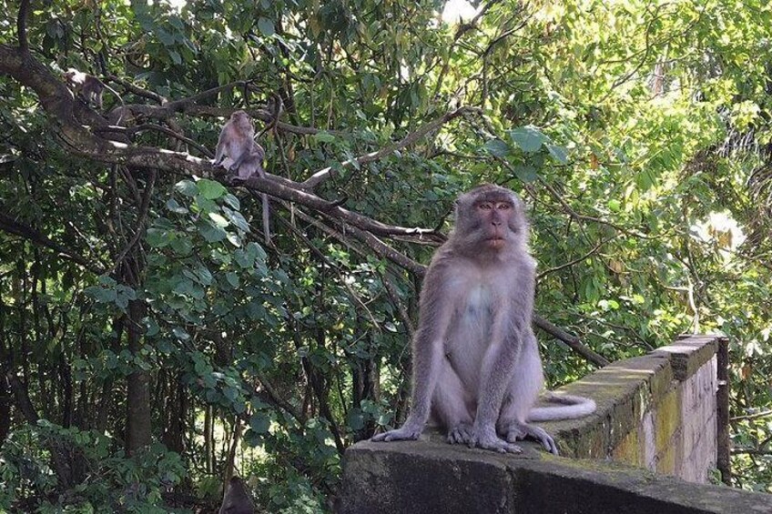 Monkey Forest