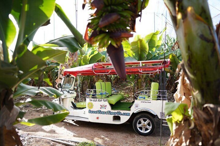 The Banana Plantation