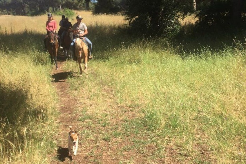 Horse riding trail in the Park