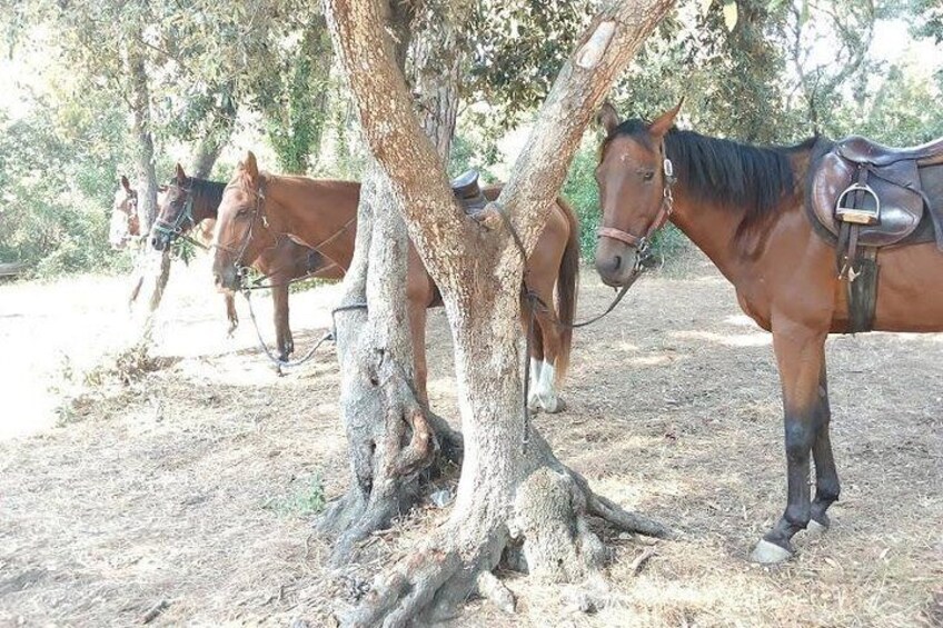 Picnic on horseback in Rome