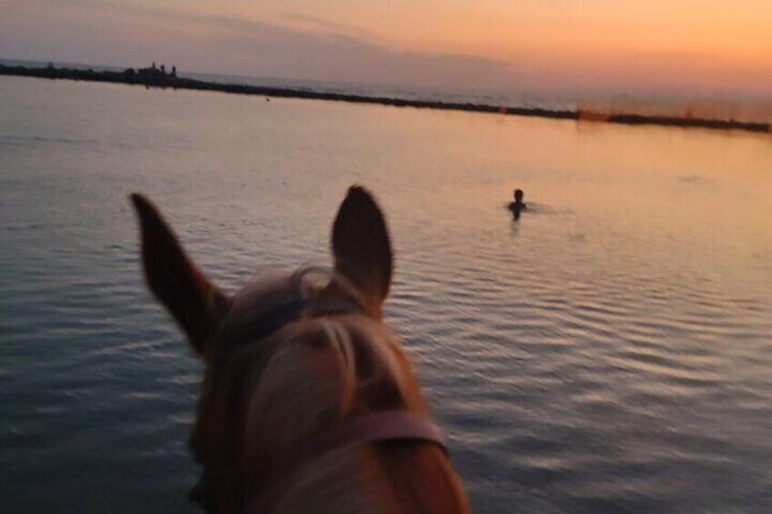 Horse Day in Ancient Rome