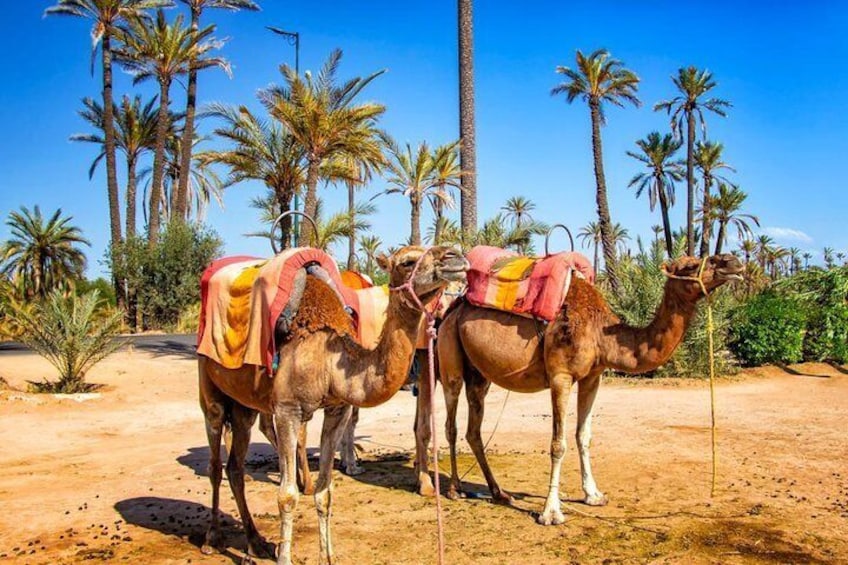 Marrakech Camel Ride Experience with Pick-up