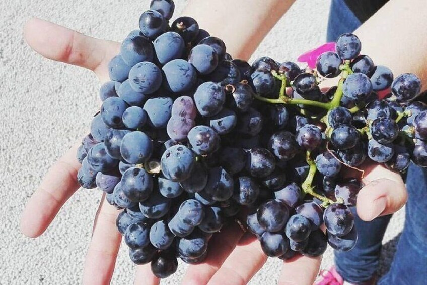 Grapes at harvest. 