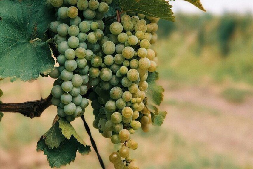 Grapes
