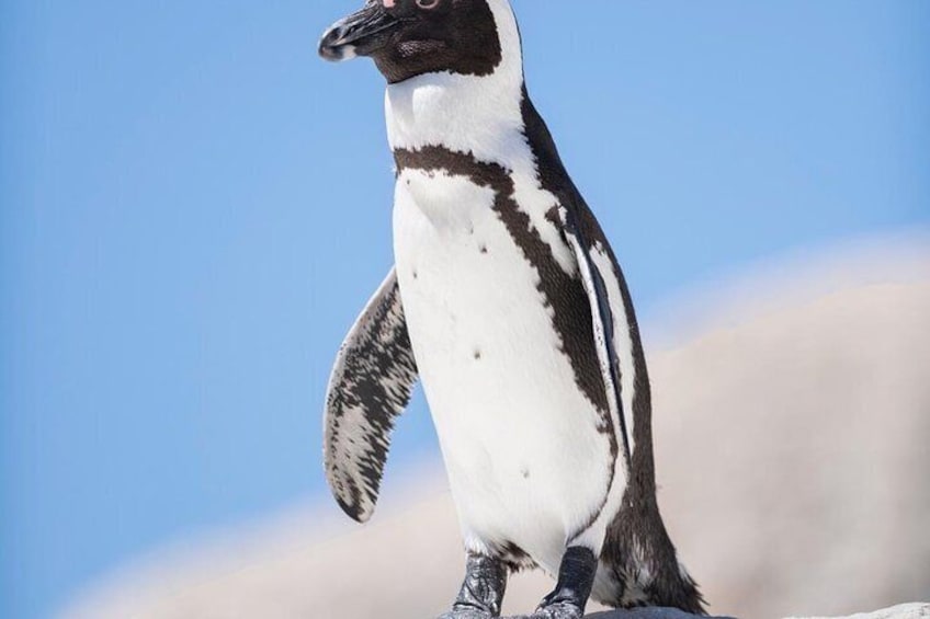 Cape Point Penguin Tour