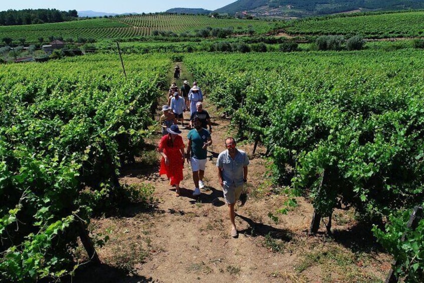 Douro Valley with 3 Different Wineries with Boat Cruise and Lunch (Small Group)