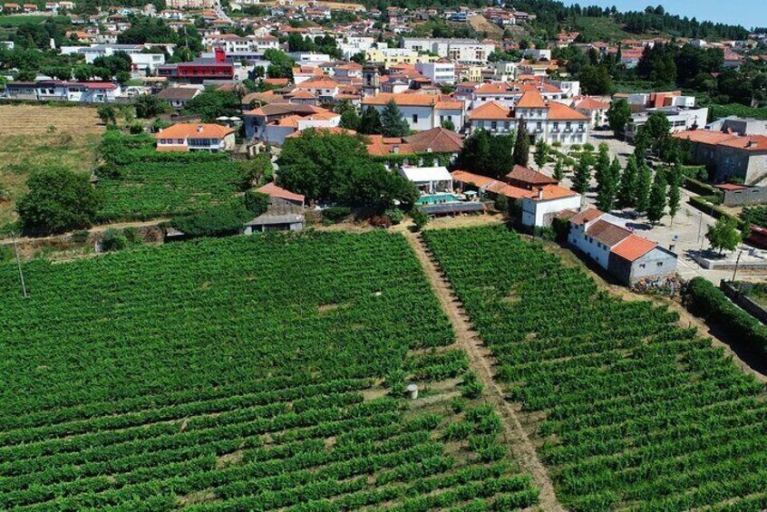 Douro Valley with 3 Different Wineries with Boat Cruise and Lunch (Small Group)