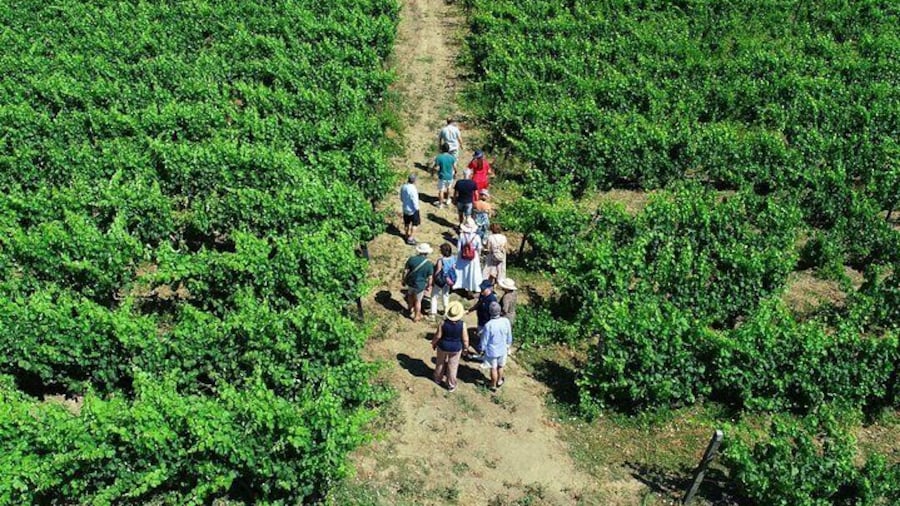 Douro Valley Wineries