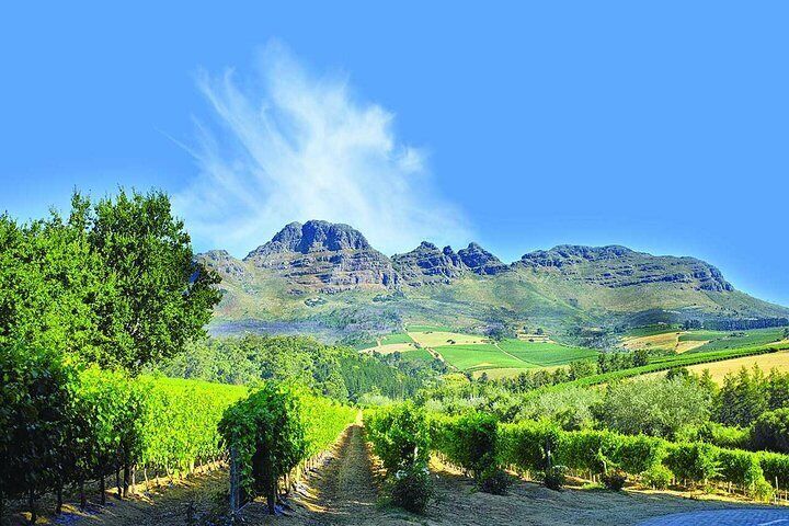 Stellenbosch Winelands Half-Day Tour From Cape Town